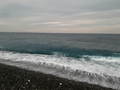 七里御浜でメジロ