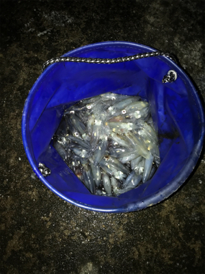 ヒイカエギング