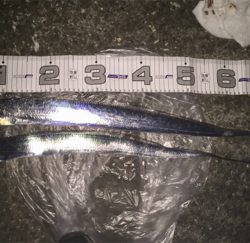 夕まづめのみアタリ集中