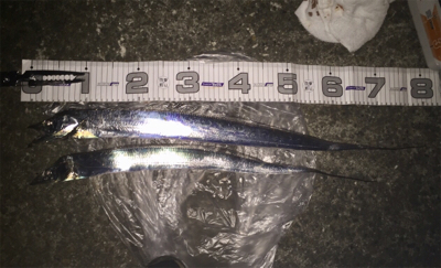 夕まづめのみアタリ集中