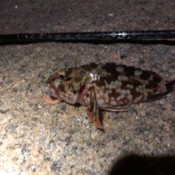 メバルはどこ??