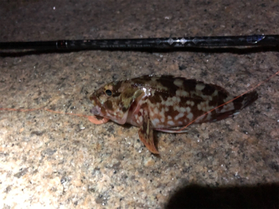 メバルはどこ？？