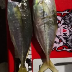 アジング練習 61