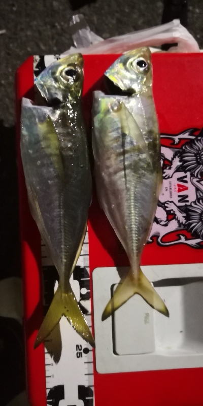 アジング練習 61