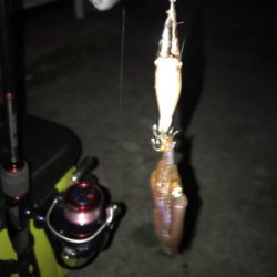 寒い中の渋いヒイカ釣りσ(^_^;)