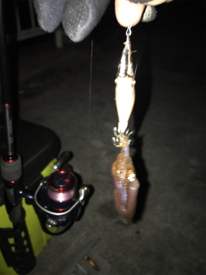 寒い中の渋いヒイカ釣りσ(^_^;)