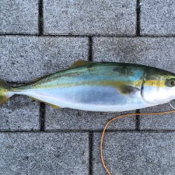 再び渋く、、、何とか1本