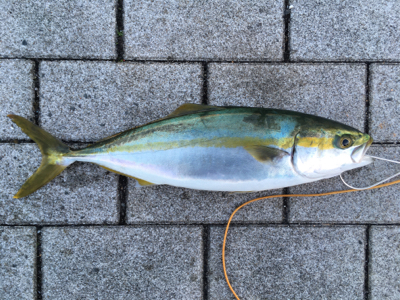 再び渋く、、、何とか1本