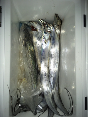 コスモチャレンジ サゴシとつ抜け