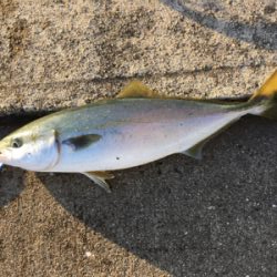 ２日連続ハマチ