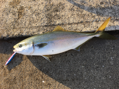 ２日連続ハマチ