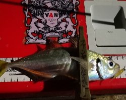 アジング練習 62