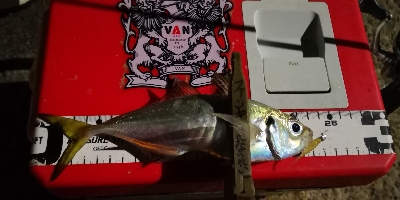 アジング練習 62