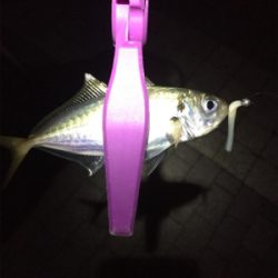 大阪湾奥アジング