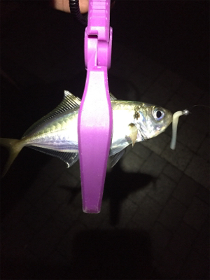 大阪湾奥アジング