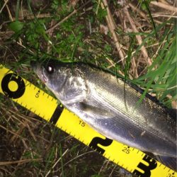 晩秋のシーバス