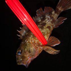 リベンジしたが、、