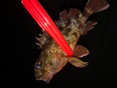 リベンジしたが、、