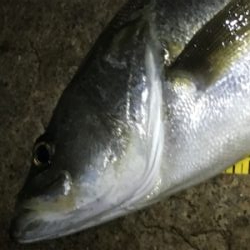 最後の一投でドン！！