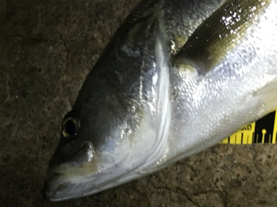 最後の一投でドン！！