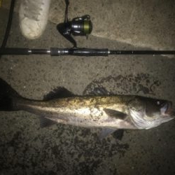 エクスセンスルアーで