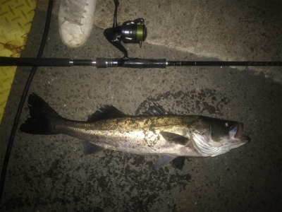 エクスセンスルアーで