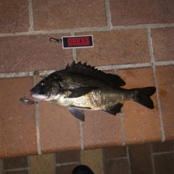 シーバス釣りたかった