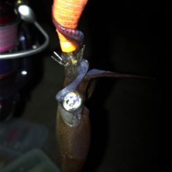 寒くてもヒイカ釣り(^.^)