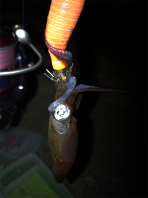 寒くてもヒイカ釣り(^.^)