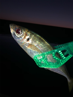 アジ居なくなったの？