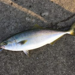 ３日連続ハマチ