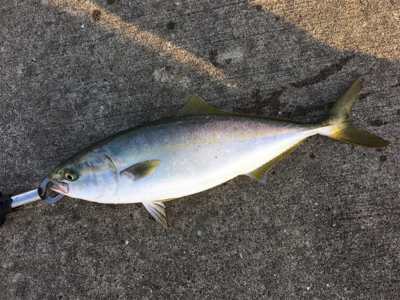 ３日連続ハマチ