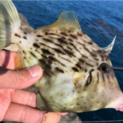 磯でカワハギ釣り