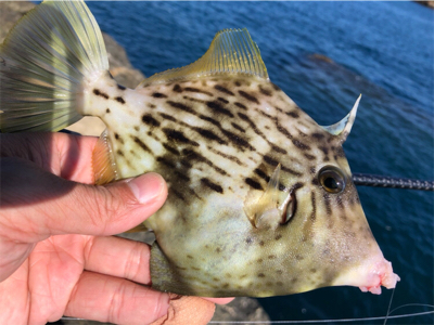 磯でカワハギ釣り