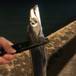 タチウオ引き釣り