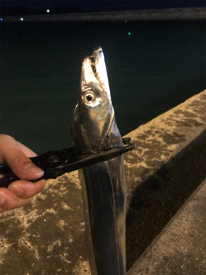 タチウオ引き釣り