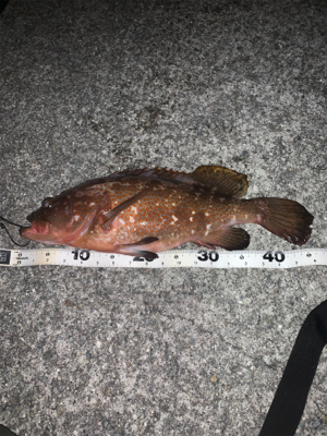 体高ありのアコウ