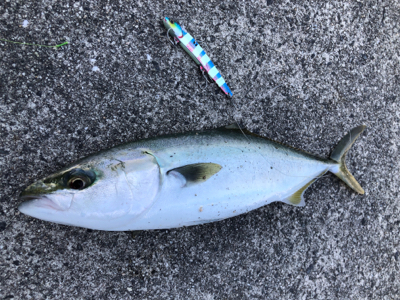 カスタムルアーの底力！