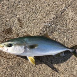 太刀魚と青物回遊　あり