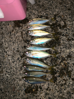 松部港 堤防にて アジ 投げサビキ釣り