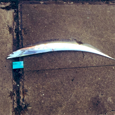 船橋港 太刀魚90cm
