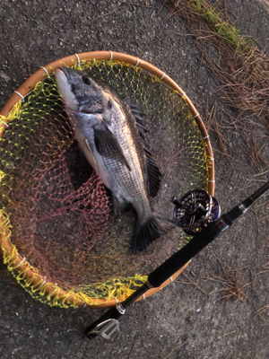 夕まずめにやっと一匹