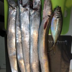 太刀魚からの鱧