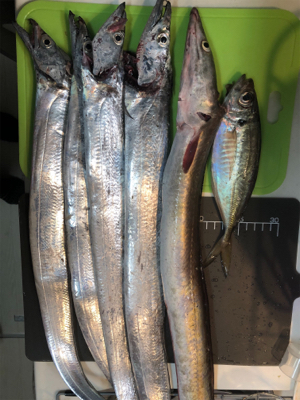 太刀魚からの鱧