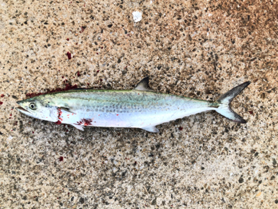 効率の良い釣りができた