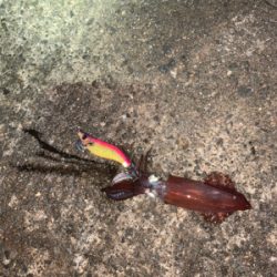 ヒイカシーズン!