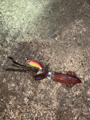 ヒイカシーズン!