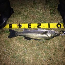 シーバスフィッシング