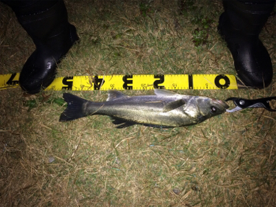 シーバスフィッシング