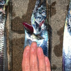 夕方の時合いが半端ないって！！